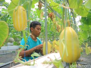 Petani di Kudus Tanam Melon Hidroponik, Sekali Panen Raup Puluhan Juta