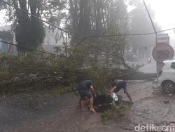 Pohon Tumbang Saat Hujan Deras di Jember Timpa Pengendara Motor
