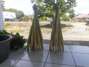 Kisah Sayur Lilin yang Unik tapi Lezat dari Papua Kisah Sayur Lilin yang Unik tapi Lezat dari Papua