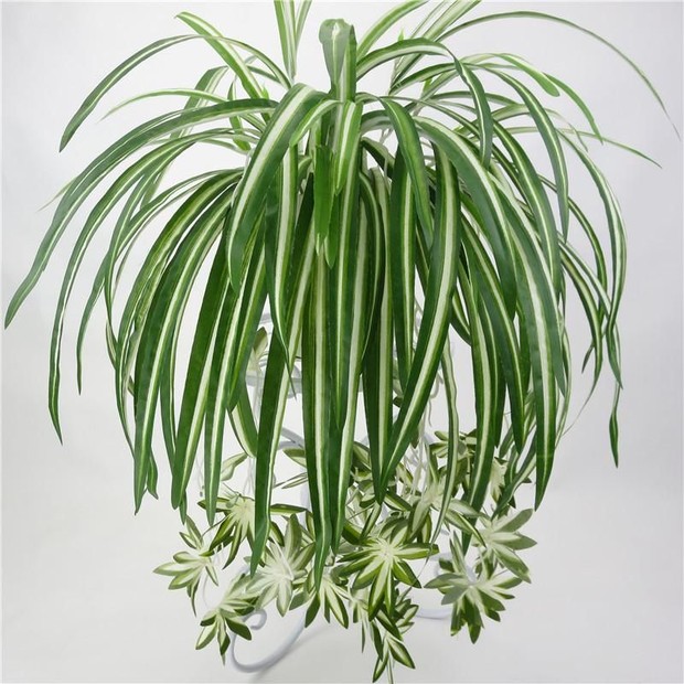 Spider Plant