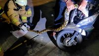 Begini Posisi Ular 2,5 Meter dalam Bodi Motor Warga di Jaksel