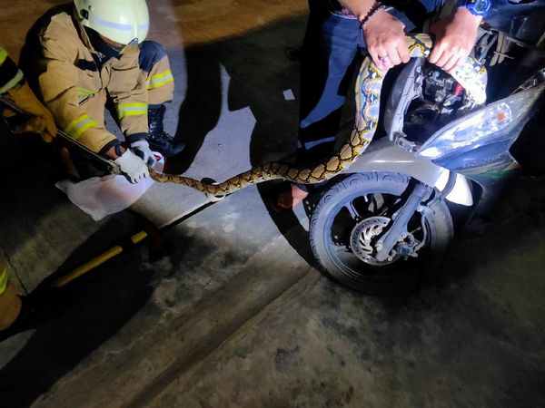 Begini Posisi Ular 2,5 Meter dalam Bodi Motor Warga di Jaksel
