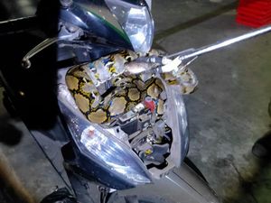 Warga Kaget Motornya Dimasuki Ular Sanca 2,5 M: Sempat Kira Maling