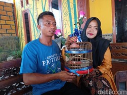Ini Alasan Pengantin Pria di Ponorogo Nikah dengan Mas Kawin Burung Kenari
