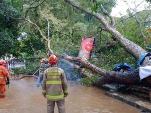 Dua Pohon Dekat Kampus Unpad Tumbang, Tiga Orang Luka