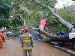 Dua Pohon Dekat Kampus Unpad Tumbang, Tiga Orang Luka