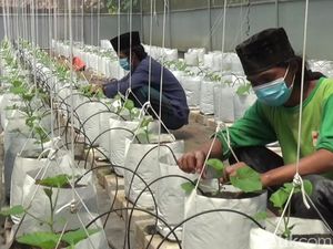 Diajarkan Berkebun, Santri di Purwakarta Hasilkan Puluhan Juta Rupiah