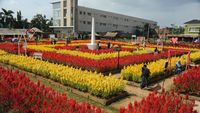 Warna-warni Taman Bunga Celosia di Palembang
