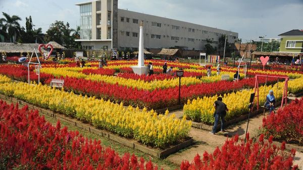 Warna-warni Taman Bunga Celosia di Palembang