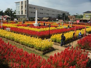 Warna-warni Taman Bunga Celosia di Palembang Warna-warni Taman Bunga Celosia di Palembang