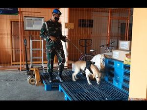 Pascabom Makassar, Tim Brigadir Anjing Dikerahkan Cek Bandara Solo Pascabom Makassar, Tim Brigadir Anjing Dikerahkan Cek Bandara Solo