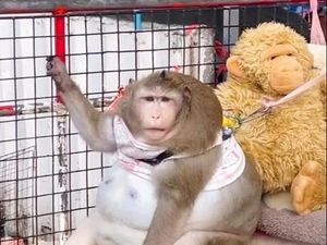 Nasib Miris Godzilla, Kera Obesitas yang Mati Karena Dimanja