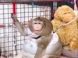 Nasib Miris Godzilla, Kera Obesitas yang Mati Karena Dimanja