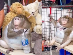 Sinyal Tubuh Untuk Berhenti Ngopi hingga Monyet Obesitas di Thailand