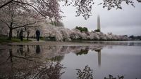 Indah Banget! Foto-foto Bunga Sakura Bermekaran di Washington