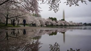 Indah Banget! Foto-foto Bunga Sakura Bermekaran di Washington