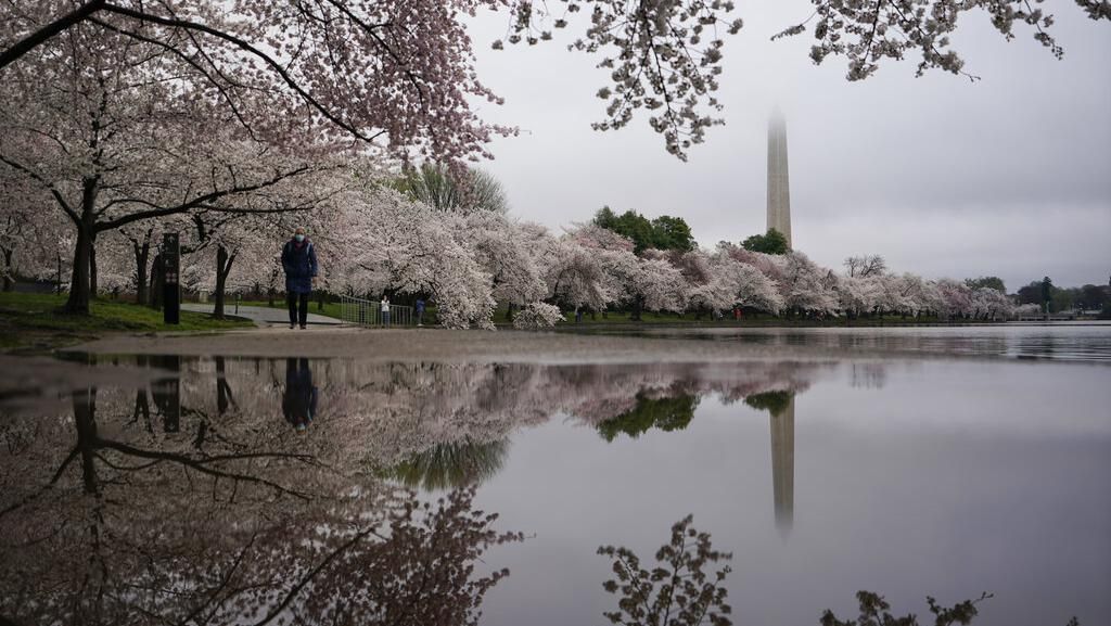 Indah Banget! Foto-foto Bunga Sakura Bermekaran di Washington Indah Banget! Foto-foto Bunga Sakura Bermekaran di Washington