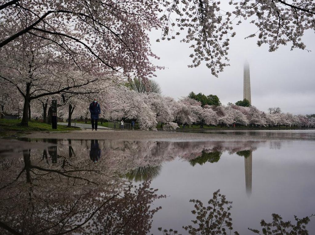 Indah Banget! Foto-foto Bunga Sakura Bermekaran di Washington