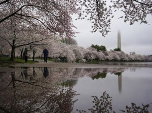 Indah Banget! Foto-foto Bunga Sakura Bermekaran di Washington Indah Banget! Foto-foto Bunga Sakura Bermekaran di Washington