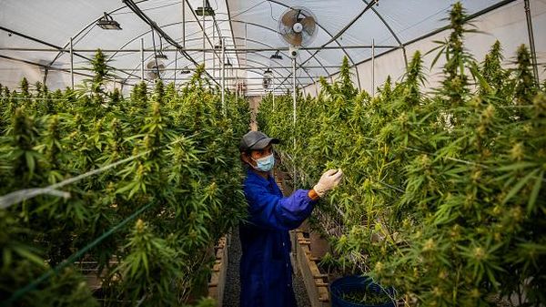 Potret Perkebunan Ganja Medis di Thailand
