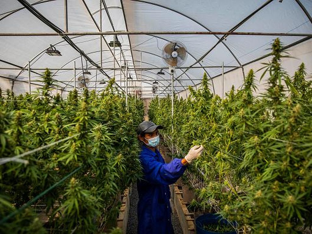 Wah Kini Thailand Sudah Legalkan Ganja Loh Wah Kini Thailand Sudah Legalkan Ganja Loh