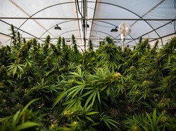 Peneliti Ragukan Kedewasaan Masyarakat Terkait Penggunaan Ganja