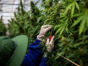 Ganja Medis Legal di Banyak Negara, Kok Ditolak MK? Ternyata Ini Alasannya