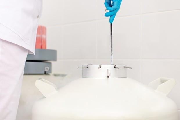 Berdasarkan laporan terbaru dari Human Fertilization & Embryology Authority (HFEA) di Inggris, prosedur ini memiliki tingkat kelahiran yang berhasil sebesar 26%. Tingkat keberhasilan prosedur sangat bervariasi tergantung pada usianya.