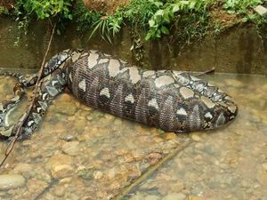 Penampakan Piton 7 Meter Usai Telan Anak Lembu di Aceh