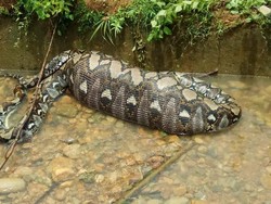 Telan Anak Lembu Bulat-bulat, Begini Nasib Ular Piton 7 Meter di Aceh