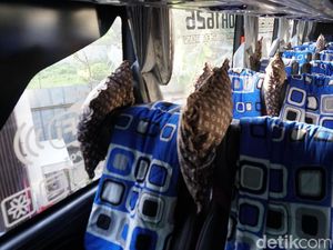 Review Jujur, Menjajal Bus Kelas Eksekutif PO Haryanto