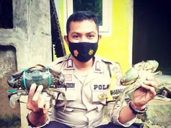 Top! Anggota Polisi di NTB Jualan Kepiting buat Bantu Ekonomi Warga