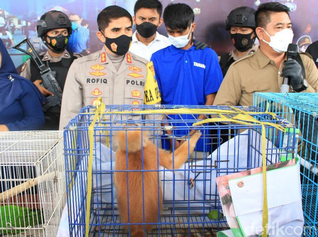 Warga Pasuruan Diamankan Karena Simpan Lutung Jawa Warga Pasuruan Diamankan Karena Simpan Lutung Jawa