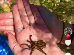 Duh, Bule di Bali Pegang Gurita Paling Beracun di Dunia