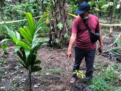 Sadis! Pria di Riau Bunuh dan Telanjangi Wanita Gegara Sawit Busuk