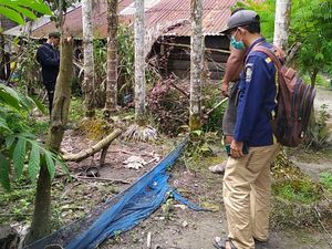 2 Beruang Madu Masuk Permukiman Penduduk di Riau, BKSDA Turun Tangan