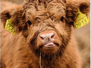 Bikin Tepuk Jidat! Ada 9 Pajak Aneh dari Berbagai Negara