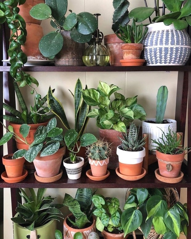 Bottom watering/pinterest.com Bottom watering