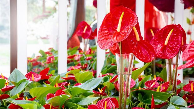 Beautiful brightness red Anthurium andraeanum , flamingo flowers or tailflower, painter's palette, and laceleaf. blossom in garden with  bright red spathe and heart shape green leaf. Nature background