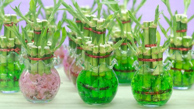 Lucky bamboo (Dracaena sanderiana) in a glass pot
