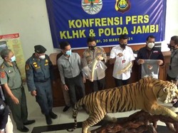 Polisi-KLHK Tangkap 3 Penjual Awetan Harimau-Gading Gajah di Jambi