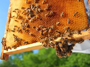 Apa Itu Propolis? Berikut Penjelasan dan Manfaatnya bagi Kesehatan Apa Itu Propolis? Berikut Penjelasan dan Manfaatnya bagi Kesehatan