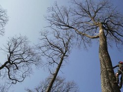 Pohon Ek Ratusan Tahun Jadi Bagian Notre Dame