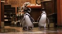 Foto: Trio Penguin yang Asyik Kunjungi Restoran