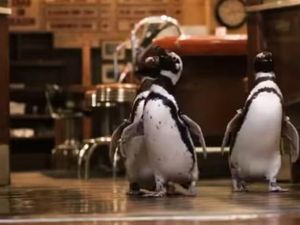 Foto: Trio Penguin yang Asyik Kunjungi Restoran Foto: Trio Penguin yang Asyik Kunjungi Restoran