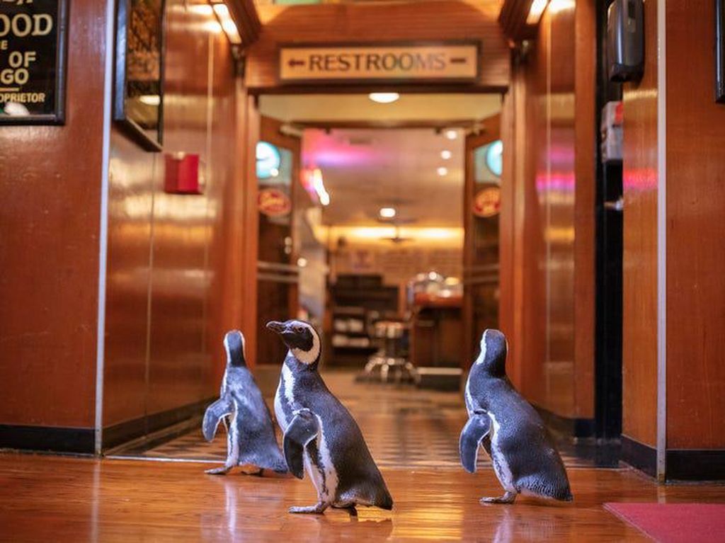 Jangan Mau Kalah! 3 Penguin Kampanye Kurangi Sampah Plastik, Nih Jangan Mau Kalah! 3 Penguin Kampanye Kurangi Sampah Plastik, Nih