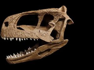 Ahli Paleontologi Temukan Kerangka Tengkorak T-Rex yang Tak Biasa