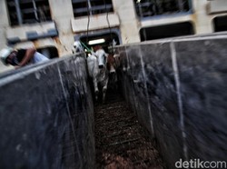 Alasan di Balik Viral Angkut Sapi Ternak Sadis di Pelabuhan Samarinda