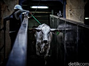 Pemerintah Diminta Tidak Impor Sapi dari Afsel-India