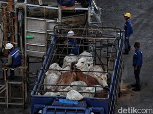 Jaga Pasokan Ramadan-Lebaran, RI Impor 3.200 Sapi dari Australia Jaga Pasokan Ramadan-Lebaran, RI Impor 3.200 Sapi dari Australia